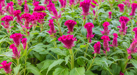 Purple beautiful flower in garden public blurred focus