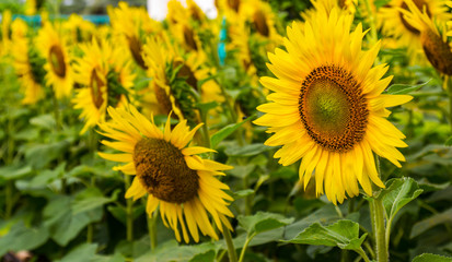 sunflower blooming in the garden. background