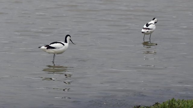 Pied avocet (Recurvirostra avosetta) wading in a lake feeding.