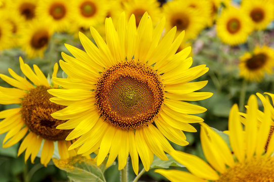 sunflower. background