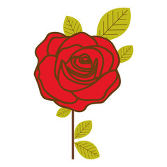 colorful flowered red rose with leaves and stem vector illustration