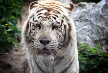 Face to face with white Bengal tiger. Bengal tiger portrait close up