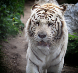 Face to face with white Bengal tiger. Bengal tiger portrait close up