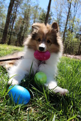 Easter Pup