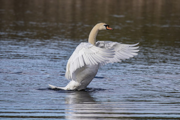 Swan displaying on blue water