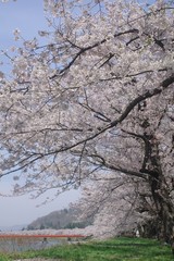 秋田県 角館 桜並木