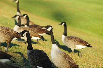 a group of Canada geese running on green lawn