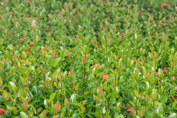 Treetop of christina leaves, selective focus