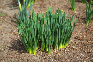 narcissus sprout with fresh green leaves in early spring