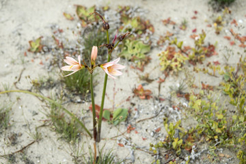 Ananuca flowers in Atacama desert, Chile. The event Flowering desert (Spanish: desierto florido) is related to the El Nino phenomenon