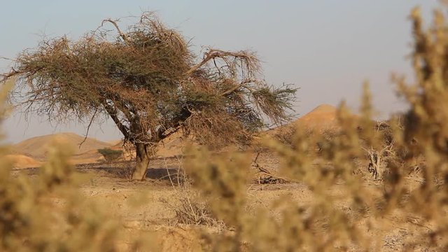 change focus desert