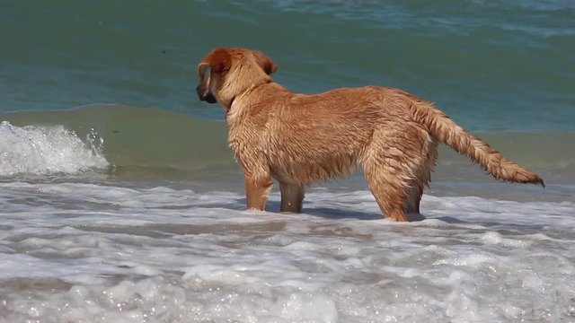 dog play on the beach