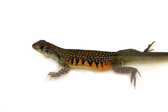 Image of Butterfly Agama Lizard (Leiolepis Cuvier) on white background. Reptile Animal