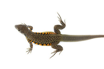 Image of Butterfly Agama Lizard (Leiolepis Cuvier) on white background. Reptile Animal