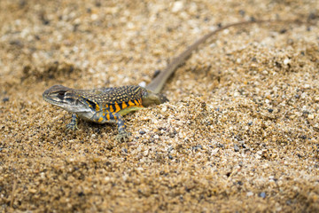 Image of Butterfly Agama Lizard (Leiolepis Cuvier) on the sand. Reptile Animal