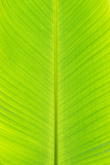 Texture background of banana leaf