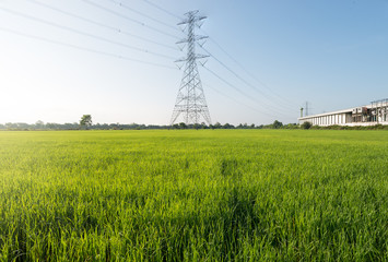 high voltage post.High-voltage tower at field rice,horizontal