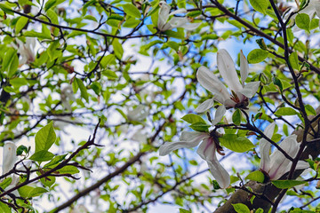 White Magnolia Flower