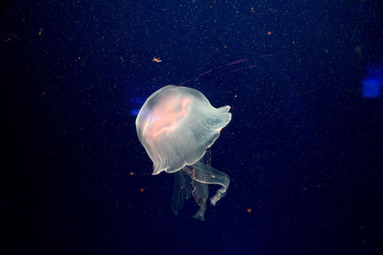 Moon Jelly Fish In Aquarium