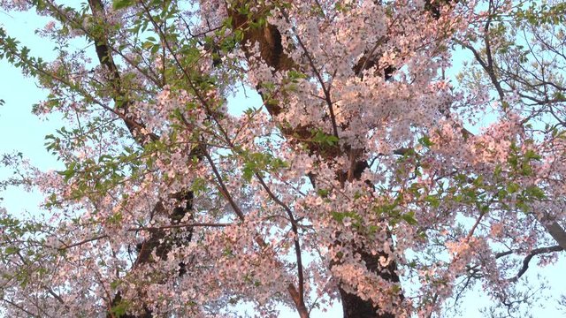4K・夕日に染まる桜と散る花_4-315