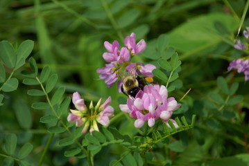 Bee with pollen on a clover flower