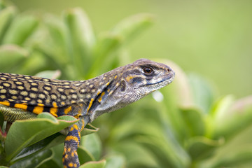 Image of Butterfly Agama Lizard (Leiolepis Cuvier) on nature background. . Reptile Animal