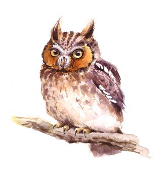 Watercolor Baby Screech Owl Sitting on the Branch Hand Painted Wild Bird Illustration isolated on white background