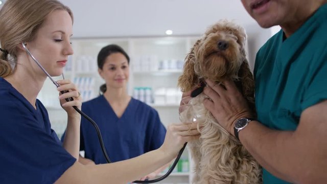  Veterinarians examining cute dog in clinic