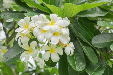 Obraz na płótnie Canvas White Frangipani Tropical flower, plumeria flower blooming on tree, spa flower with nature background to create a beautiful