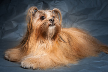 Naklejka premium Lhasa Apso