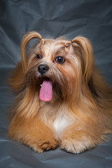 Lhasa Apso. A dog with an extended tongue.