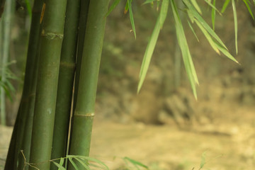 Asian bamboo in the forest with morning light
