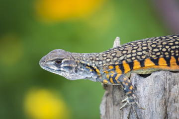 Image of Butterfly Agama Lizard (Leiolepis Cuvier) on nature background. . Reptile Animal