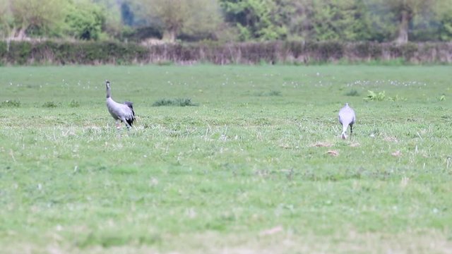 Two Common cranes (Grus grus), or Eurasian crane at WWT Slimbridge.