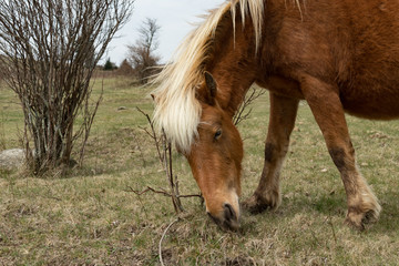 Wild Ponies 