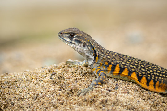 Image of Butterfly Agama Lizard (Leiolepis Cuvier) on the sand. Reptile Animal