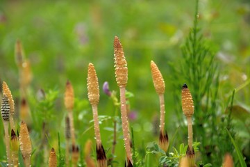 Field horsetail