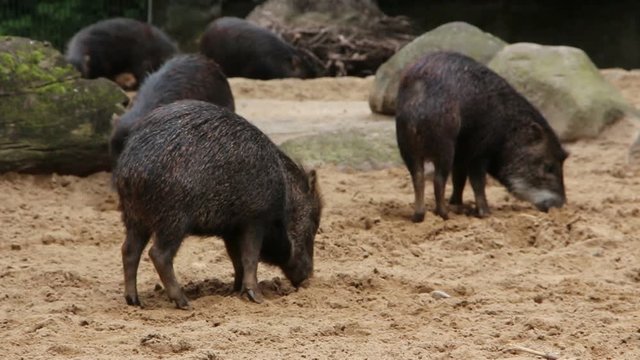 Black pigs using their snout in the dirt