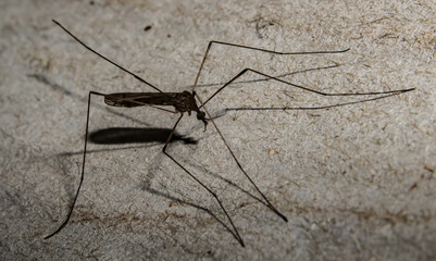 insecto