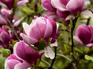 Fotobehang Magnolia magnolia