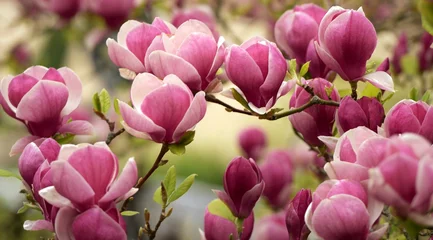 Deurstickers Magnolia magnolia