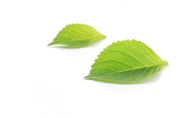 Naklejka na ściany i meble fresh green leaf on white