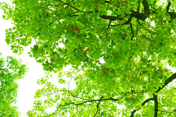 Fototapeta na wymiar leaves of trees