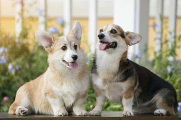 Corgi dog on the grass in summer sunny day