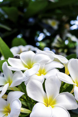 Fototapeta premium leelawadee flower with soft-focus in the background. over light