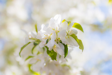 Cherry Blossom