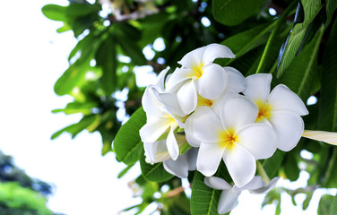 leelawadee flower with soft-focus in the background. over light