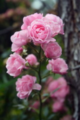 Cluster of miniture Pink Roses