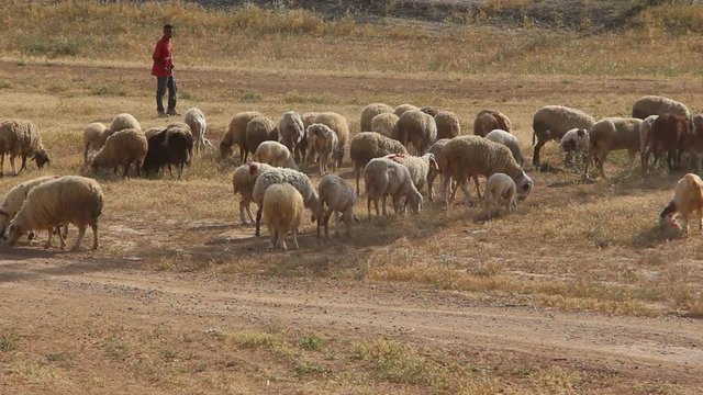 A young Bedouin man with a flock of sheep