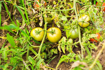 Growing the tomatoes. Unripe tomatoes in the vegetable garden.